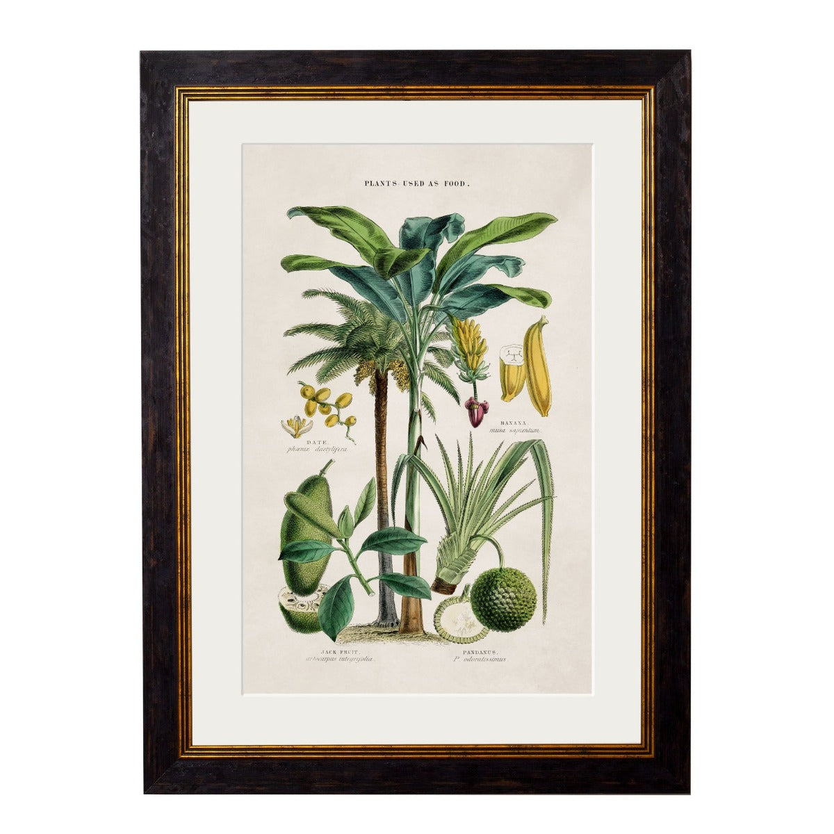 1877 Tropical Plant Used As Food & Clothing Framed Prints