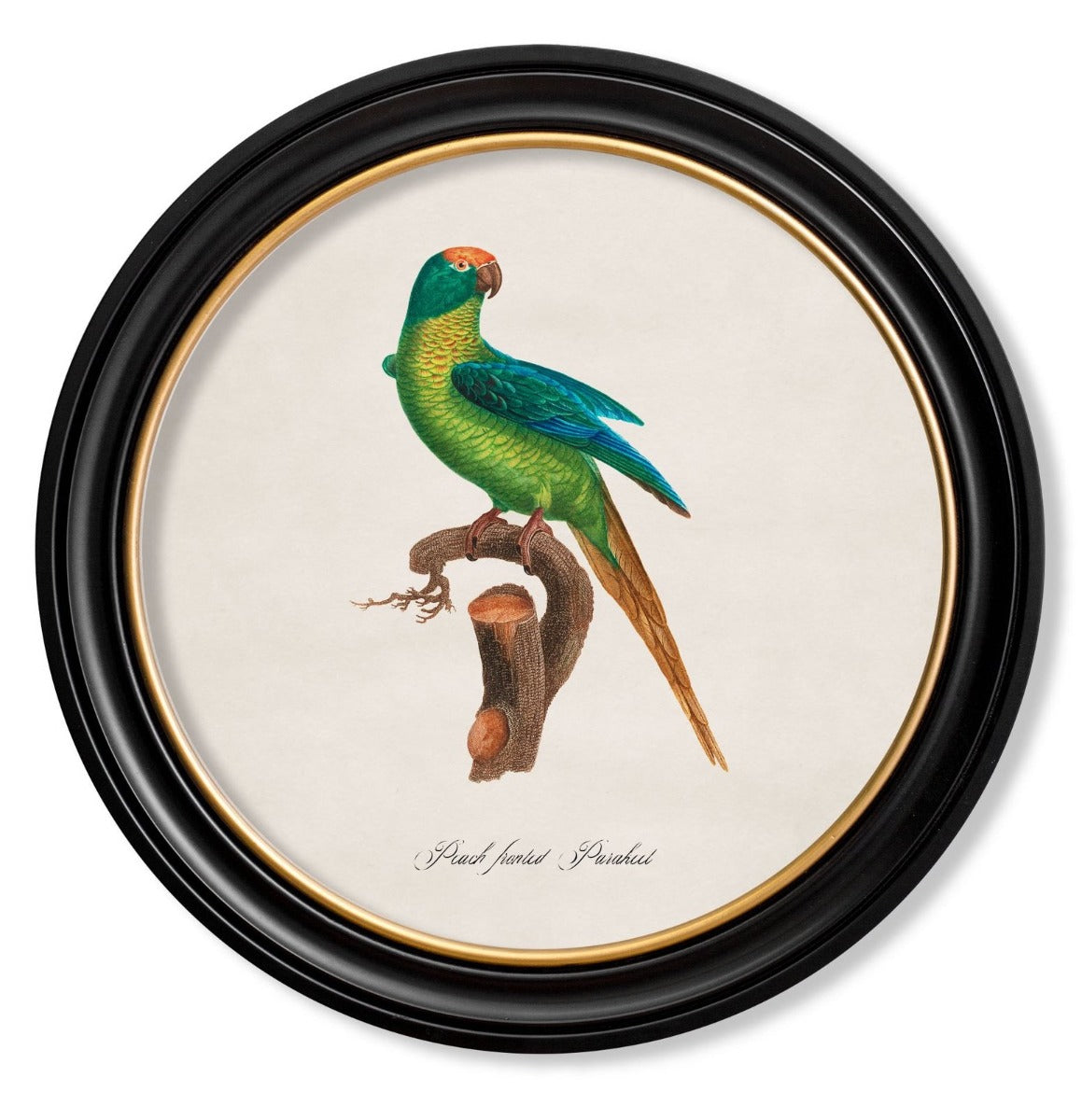 C.1884 Parrot Vintage Prints with Round Frame