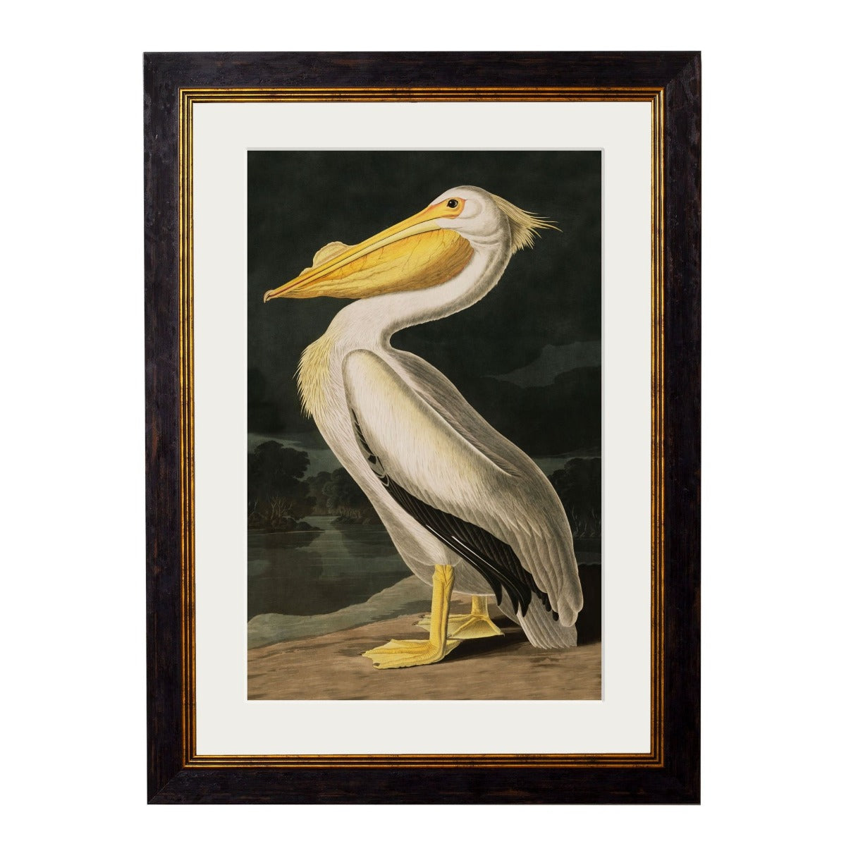 C.1838 Audubon's Birds of America- White Pelican