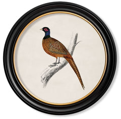 C.1809 Vintage British Bird Prints with Round Frame