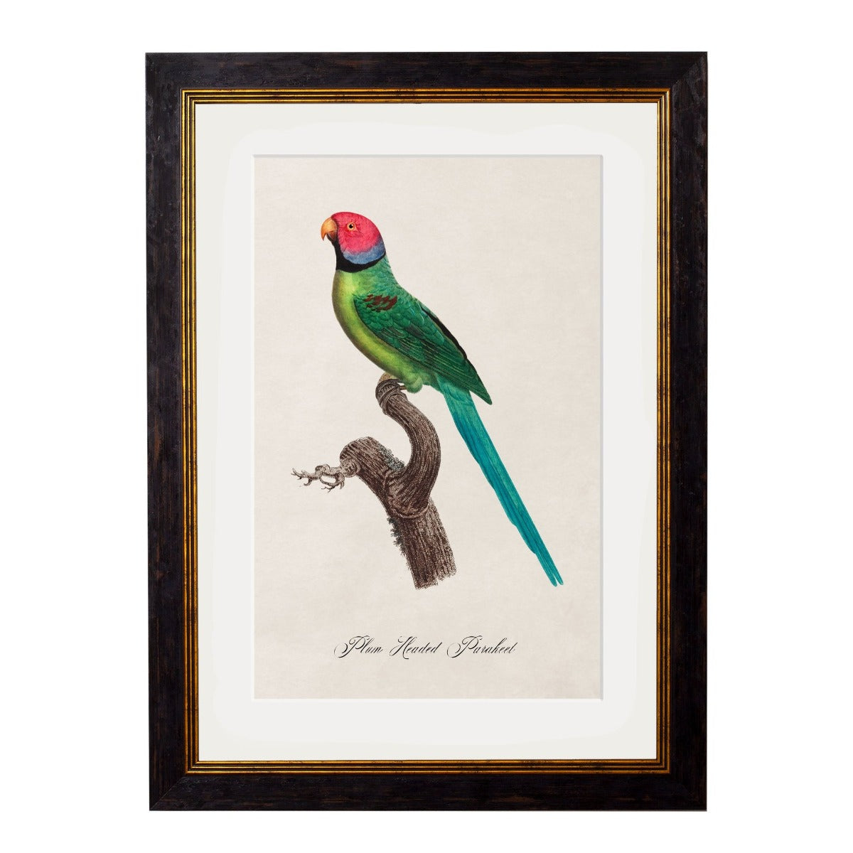 C.1884 Collection of Vintage Parrot Framed Prints