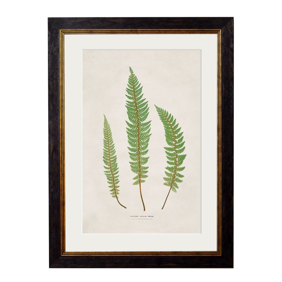 C.1831 Collection of Fern Vintage Framed Prints