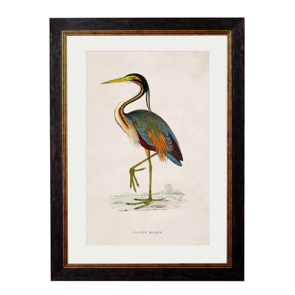 1850's British Wading Birds Framed Print