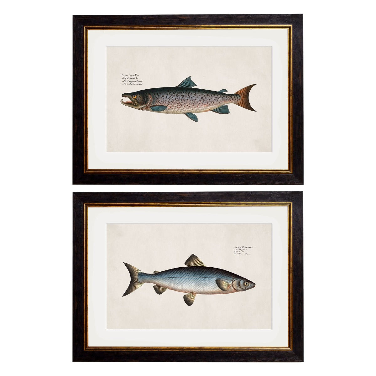 1785 Studies of Salmon Framed Print