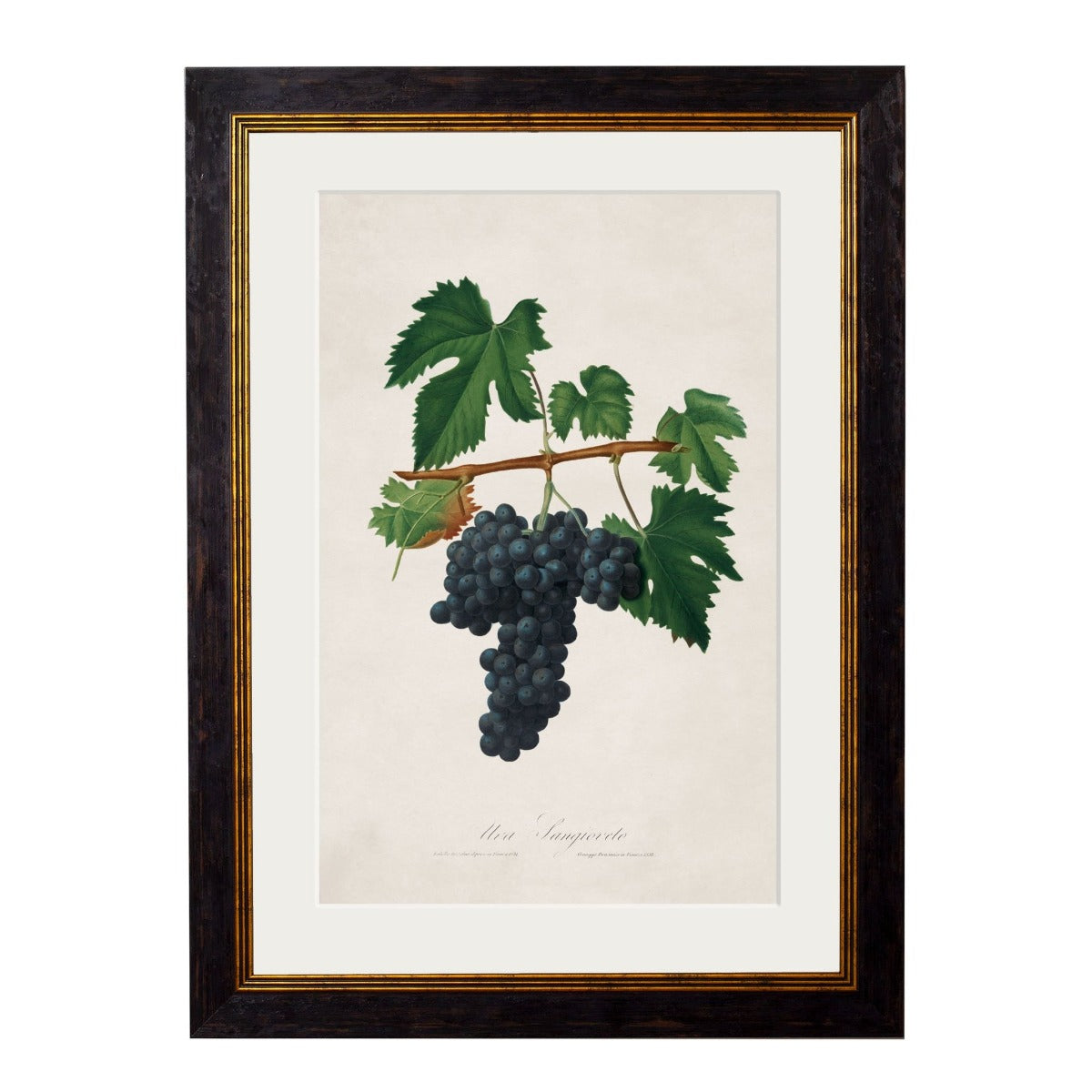 1817 Botanical Grapes Framed Print