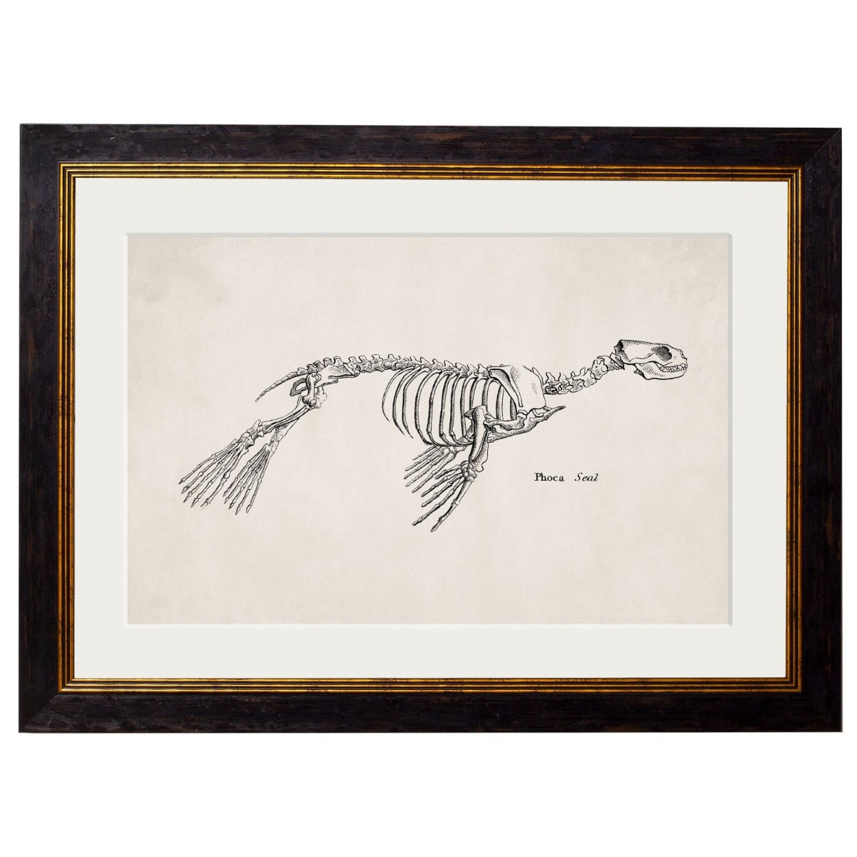 1870  Anatomical Skeletons Framed Print