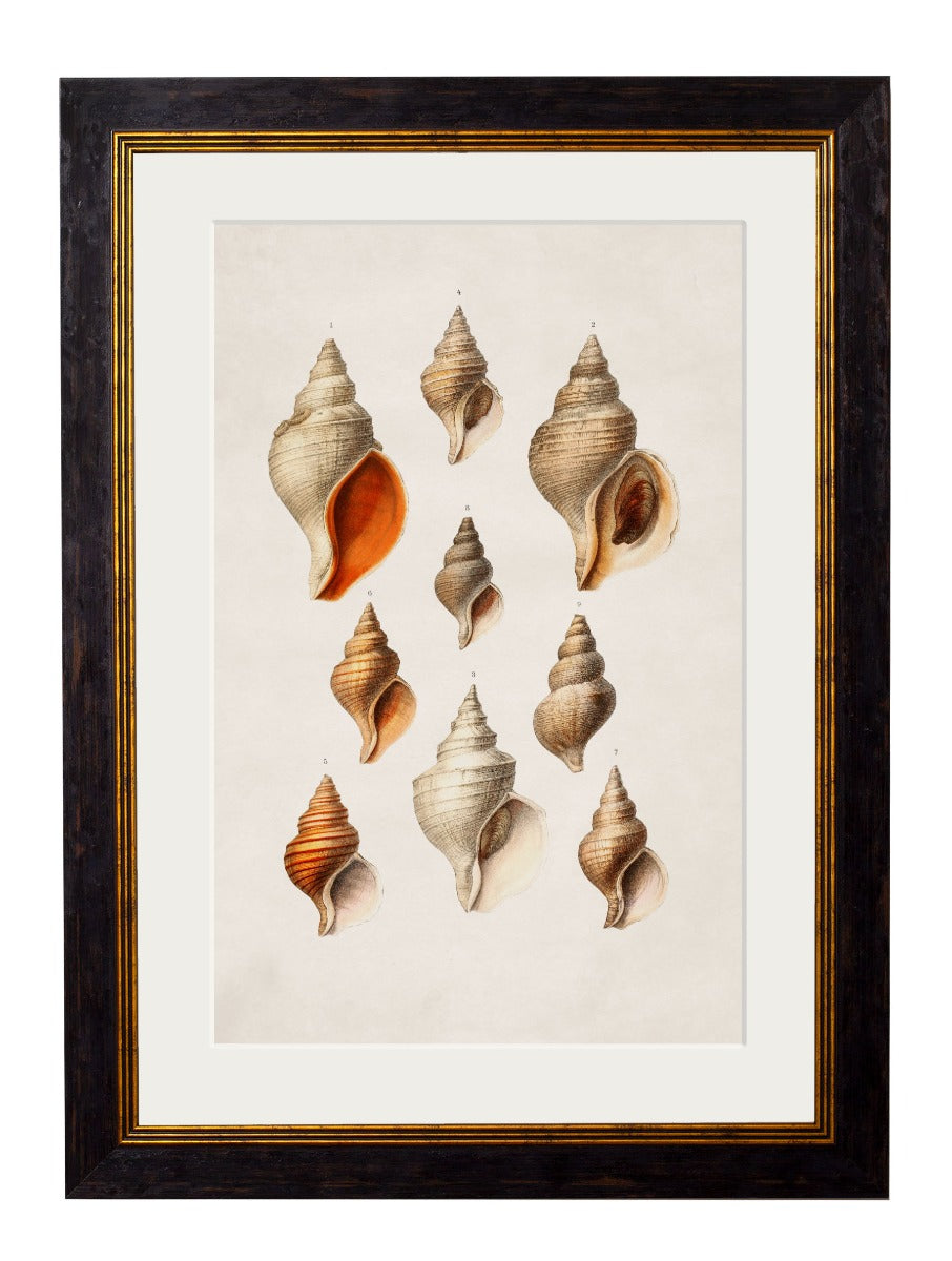 C.1848 'Studies of Shells' Vintage Framed Prints