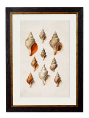 C.1848 'Studies of Shells' Vintage Framed Prints