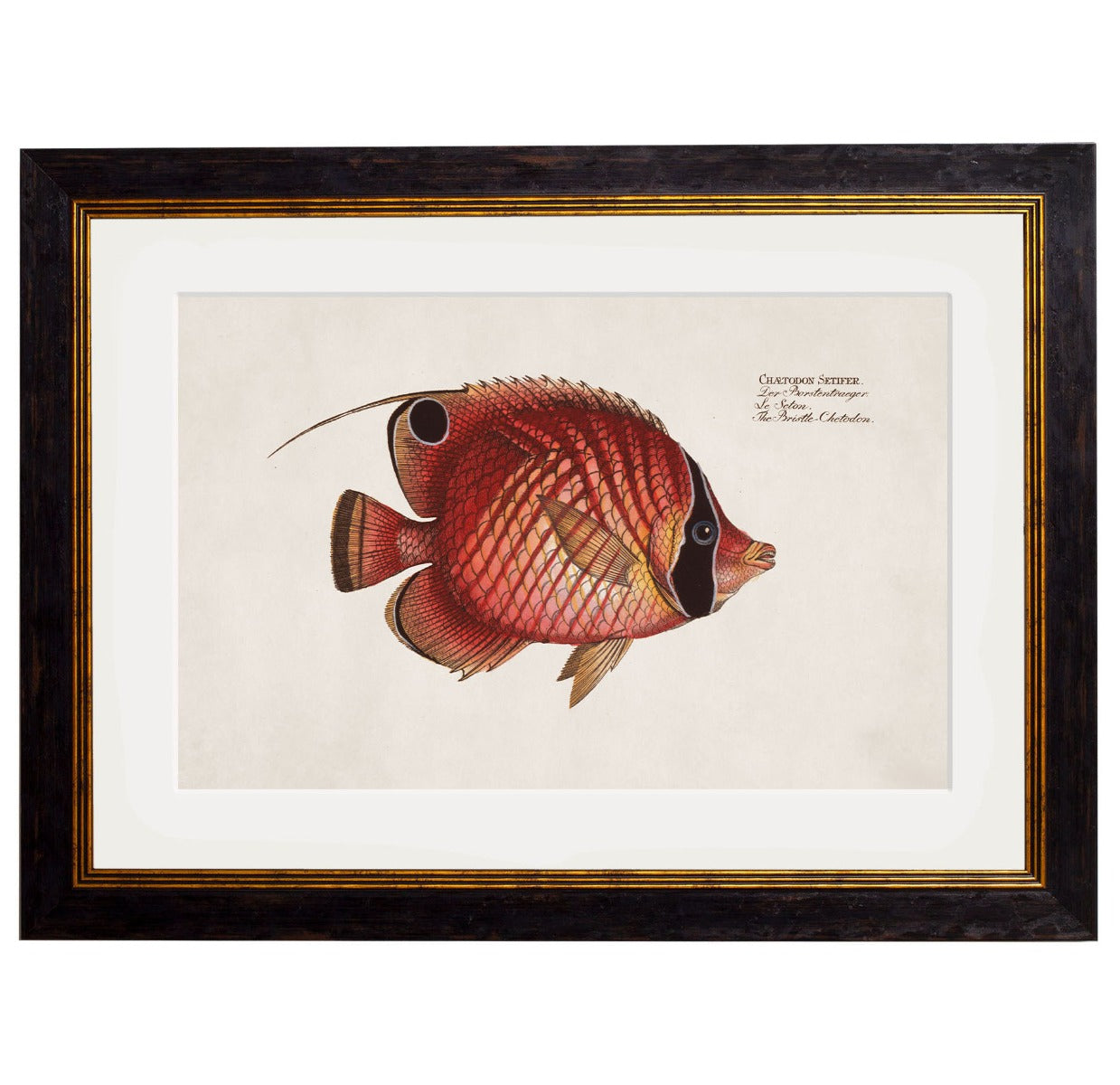 C.1785 Tropical Fish Vintage Framed Prints