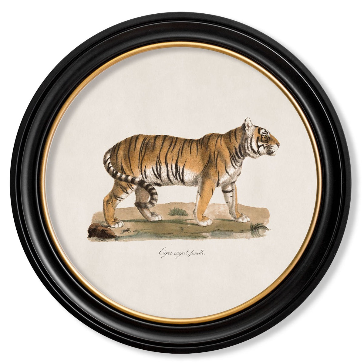 C.1876 Vintage Tiger Print with Round Frame