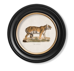 C.1876 Tiger Vintage Print with Round Frame