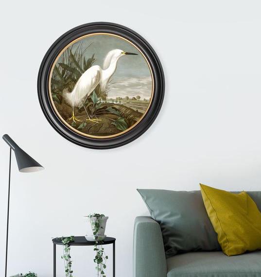 C.1838 Audubon's Birds of America- Heron's- Round Frame