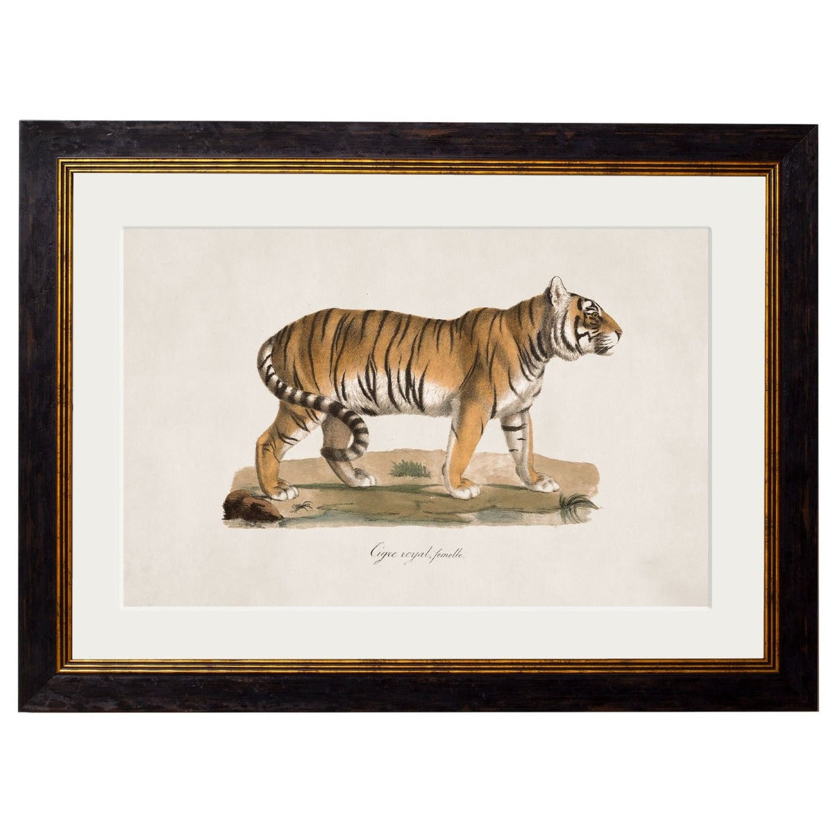 1824 Vintage Tiger Framed Print