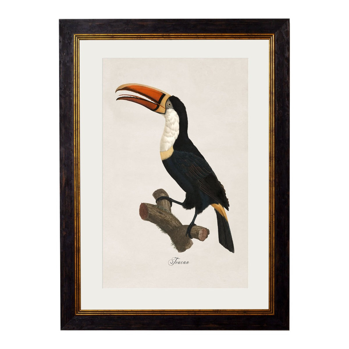 1809 Toucans Framed Print