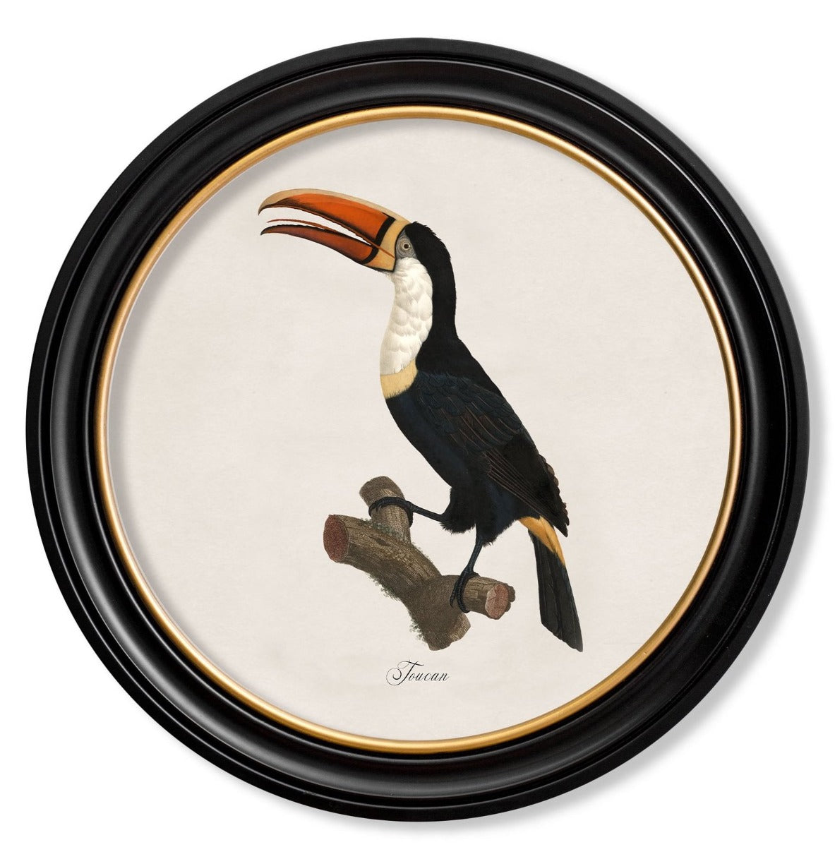 C.1809 Toucan Vintage Prints with Round Frame