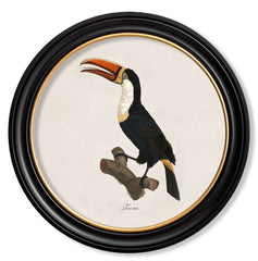 C.1809 Toucan Vintage Prints with Round Frame