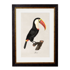 1809 Toucans Framed Print