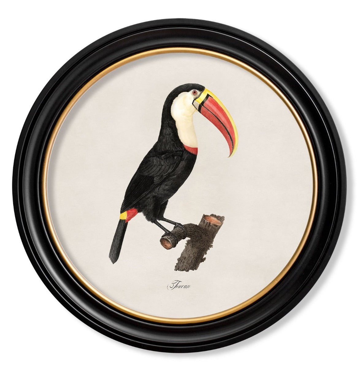 C.1809 Vintage Toucan Prints with Round Frame