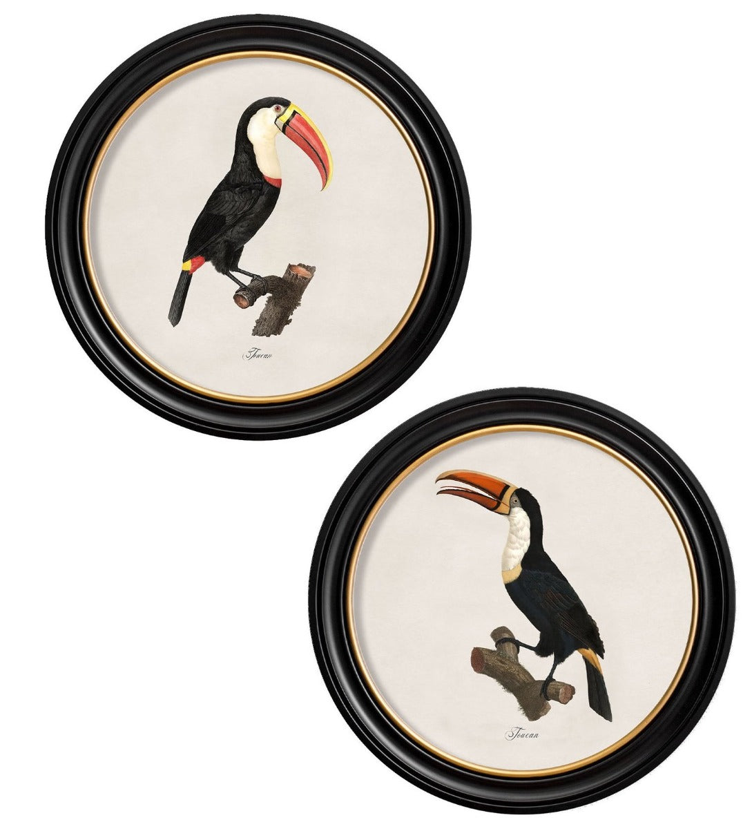 C.1809 Toucan Vintage Prints with Round Frame