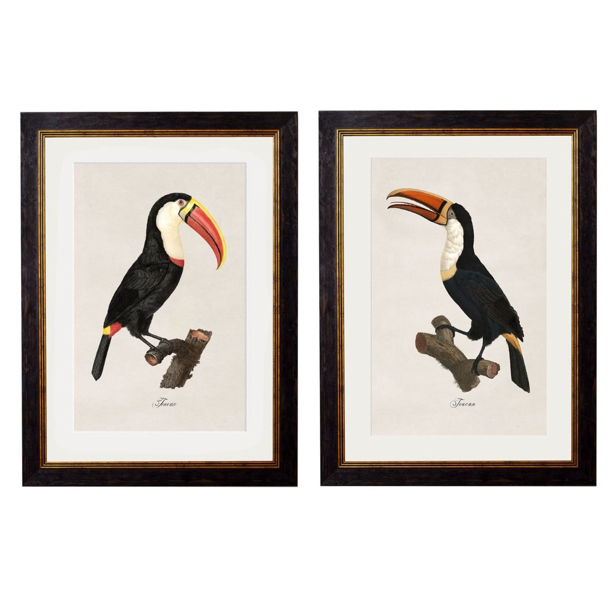 1809 Toucans Framed Print