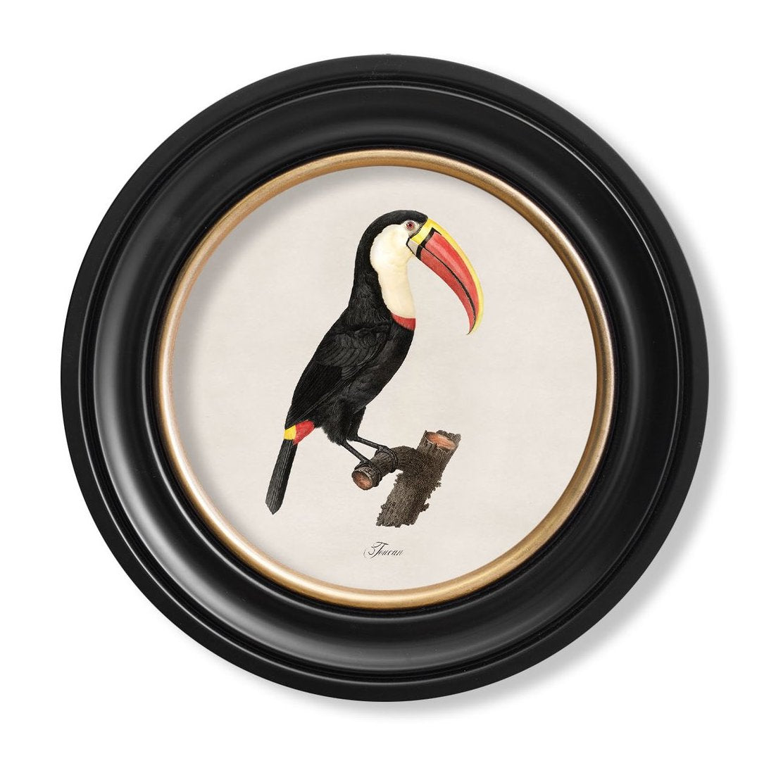 C.1809 Toucan Vintage Prints with Round Frame