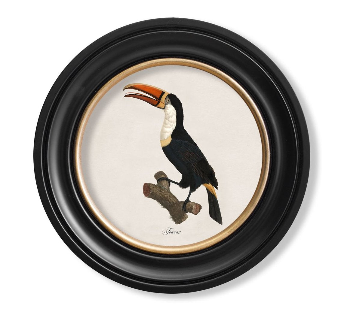 C.1809 Toucan Vintage Prints with Round Frame