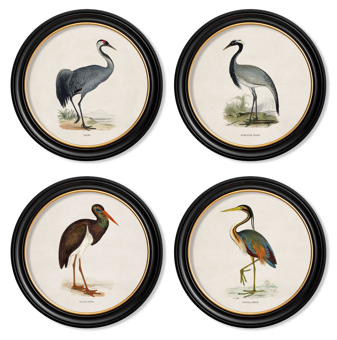 C.1870 Wading Birds Vintage Prints- Round Frame
