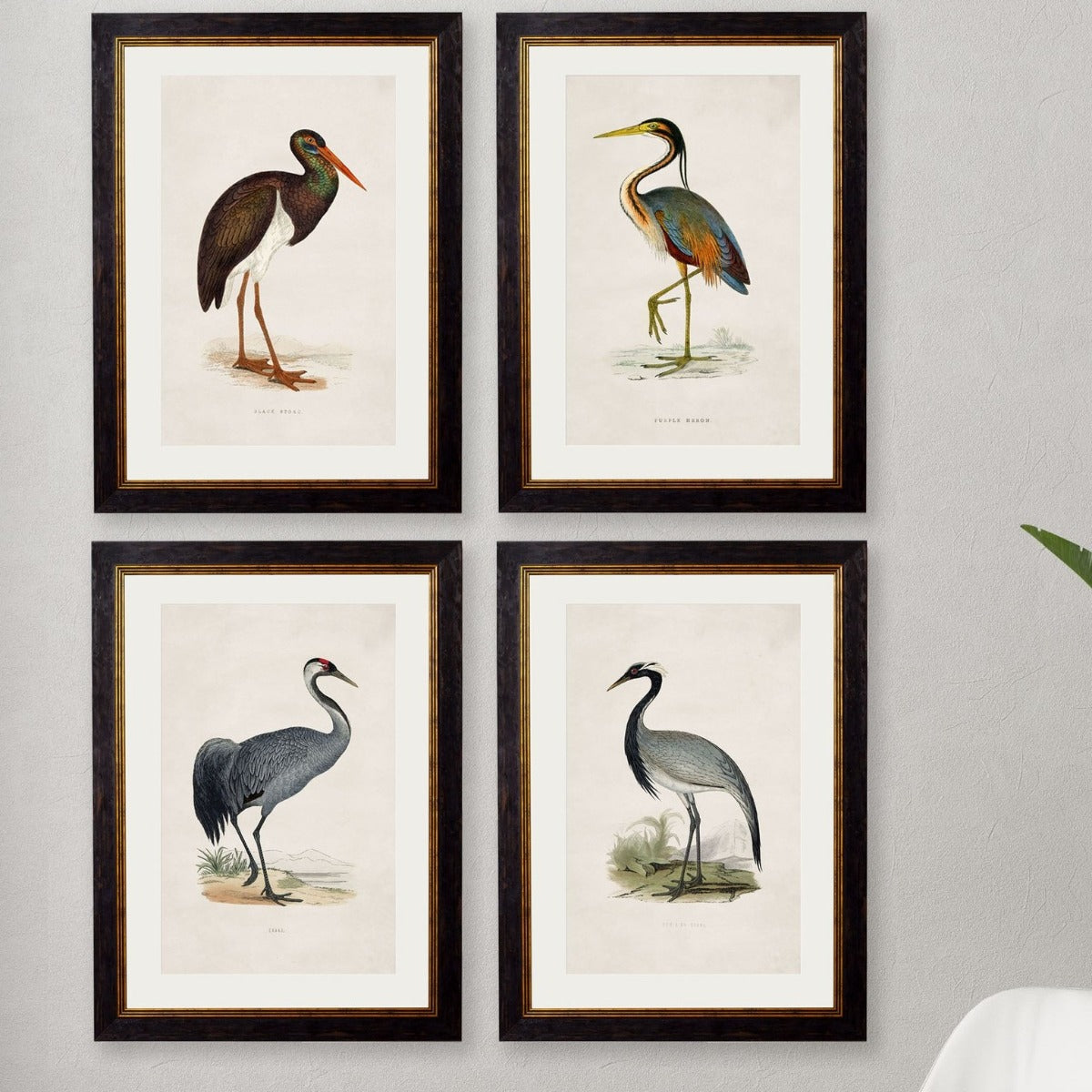 1850's British Wading Birds Framed Print