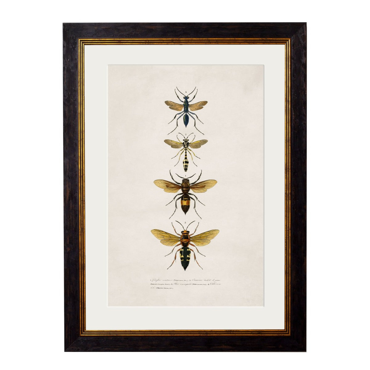 1892 'Bees and Wasps' Framed Print