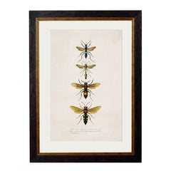 1892 'Bees and Wasps' Framed Print
