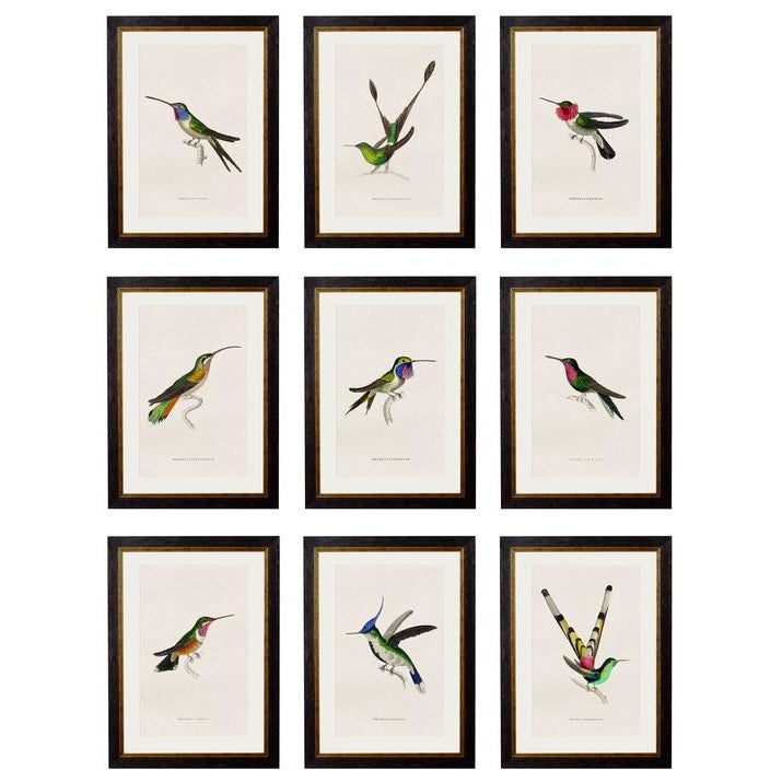 Hummingbird selection of vintage prints