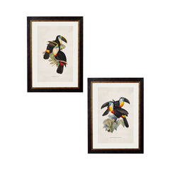 C.1848 Toucans Vintage Prints