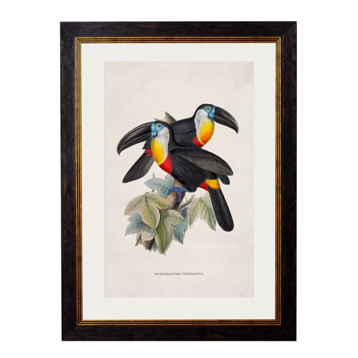 C.1848 Toucans Vintage Framed Prints