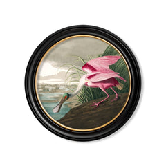C.1838 Audubon's Roseate Spoonbill Round Frame vintage prints