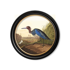 C.1838 Audubon's Birds of America- Heron's- Round Frame Media 2 of 8