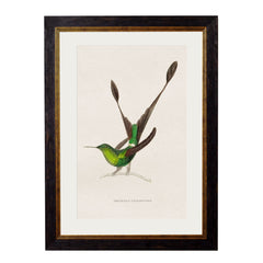 C.1833 Hummingbirds Vintage Framed Prints