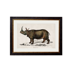 C.1846 Rhino & Hippo Vintage Framed Prints