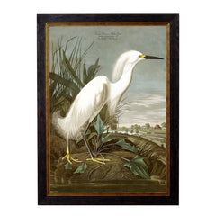 C.1838 Audubon's Herons Vintage Framed Prints