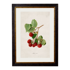 C. 1886 Study of Berries & Cherries Vintage Framed Prints