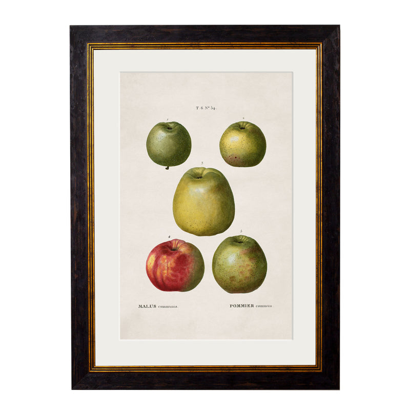 C. 1819 Study of British Fruits Framed Vintage Prints