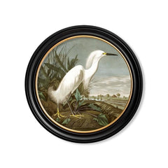 C.1838 Audubon's Birds of America- Heron's- Round Frame Media 2 of 8