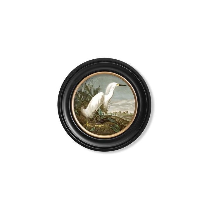 C.1838 Audubon's Birds of America- Heron's- Round Frame