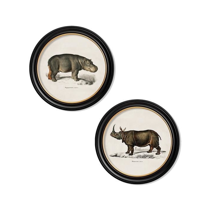 C.1846 Rhino & Hippo Round Frame Vintage Prints