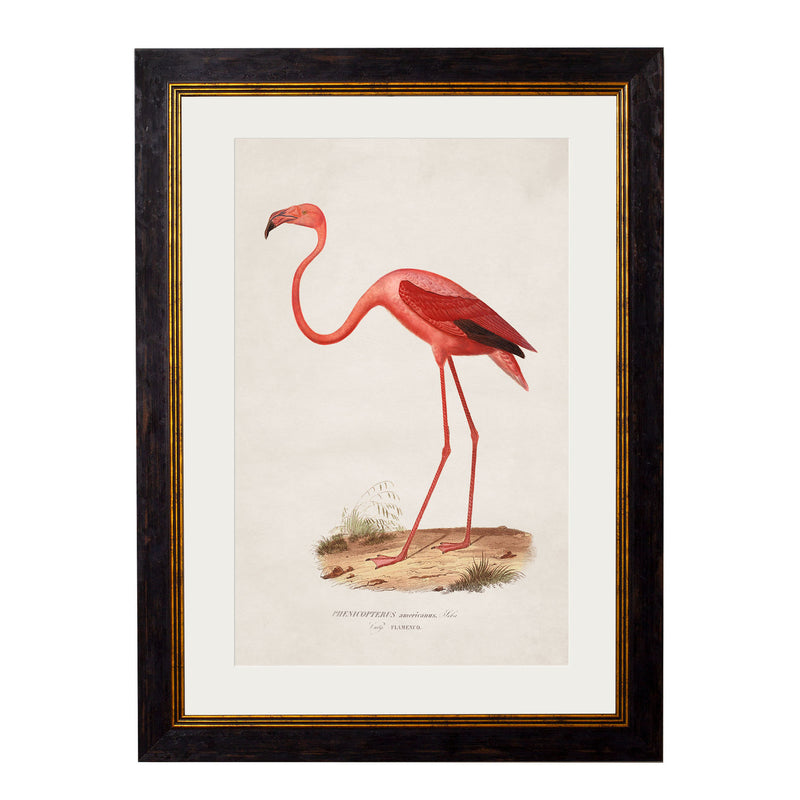 C.1830 Flamingo Framed Vintage Print