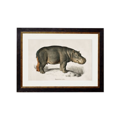 C.1846 Rhino & Hippo Vintage Framed Prints