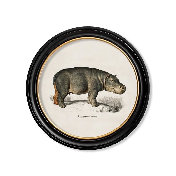 C.1846 Rhino & Hippo Vintage Prints with Round Frame