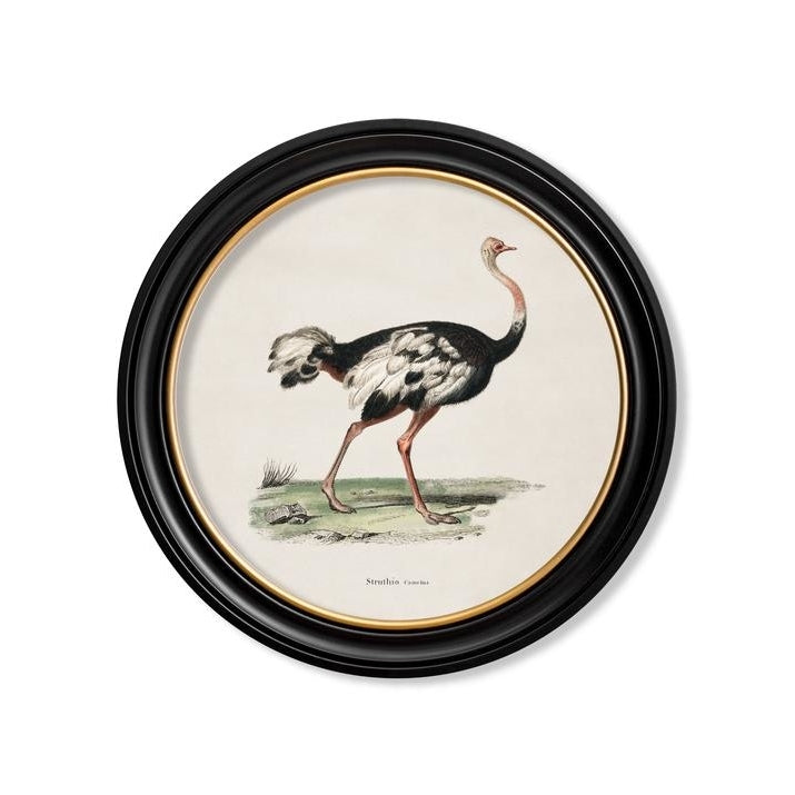 C.1846 Ostrich Round Frame Vintage Prints