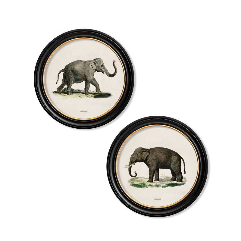 C.1846 Indian Elephant with Round Frame Antique Artwork