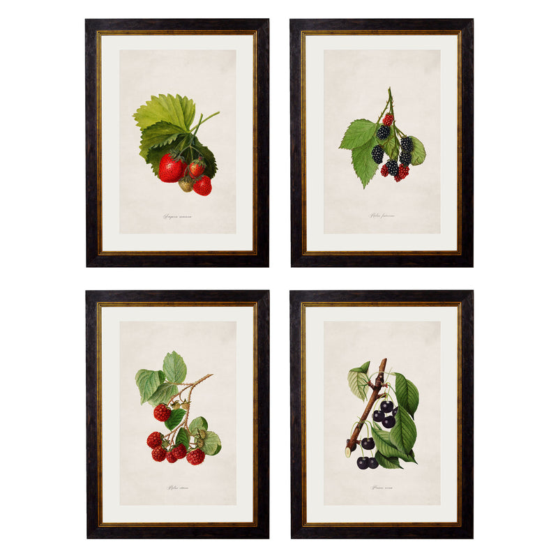 C. 1886 Study of Berries & Cherries Vintage Framed Prints