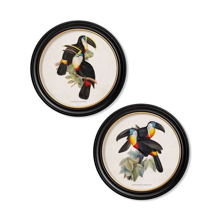 C.1848 Toucans Round Frames Vintage prints